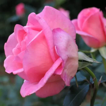 Роза чайно-гибридная 'Эйфель Тауэр' (Rosa 'Eiffel Tower')